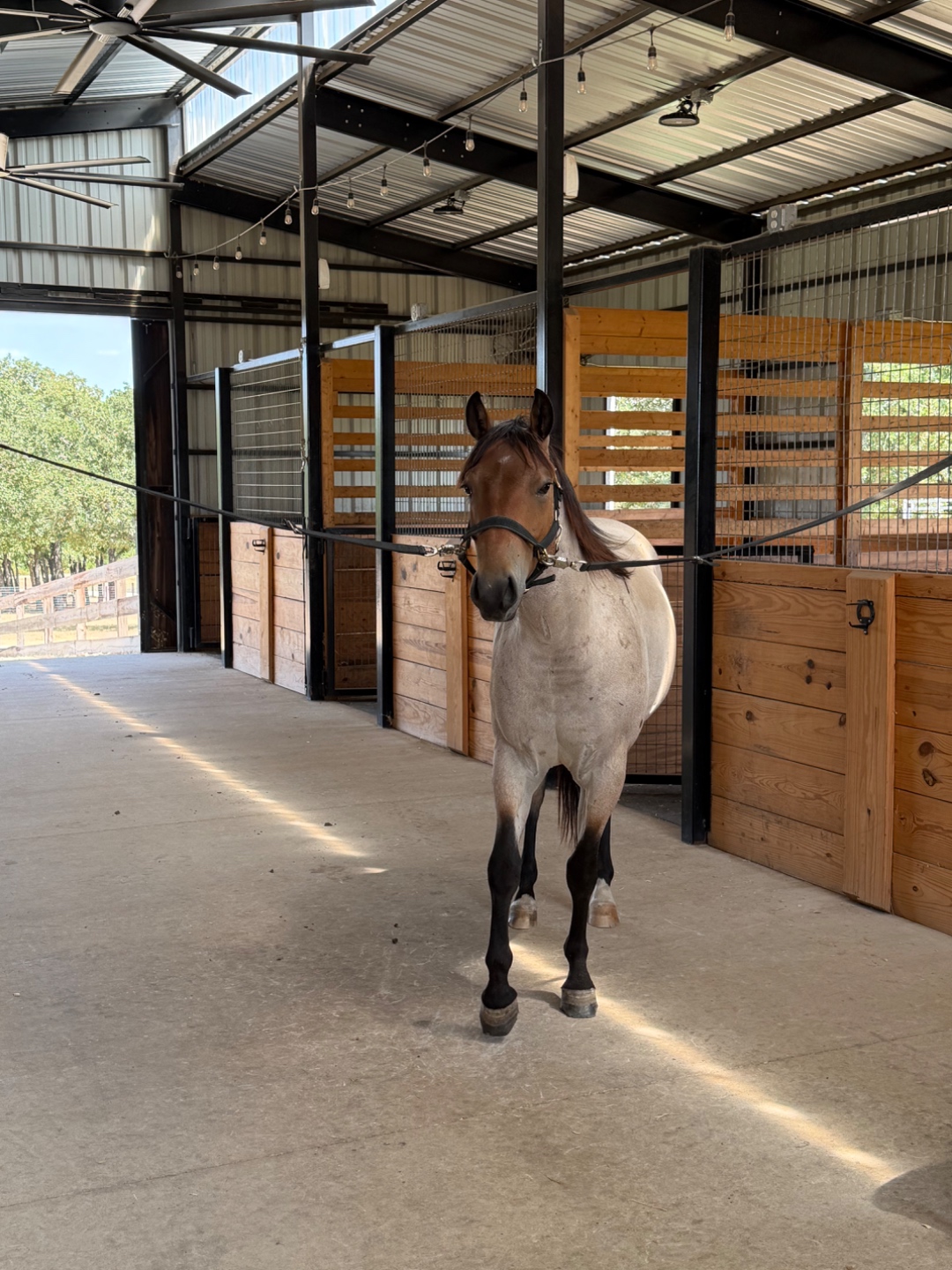 Inside the Bent Tree Ridge barn — a horse cross-tied in the aisle beside custom wooden stalls.