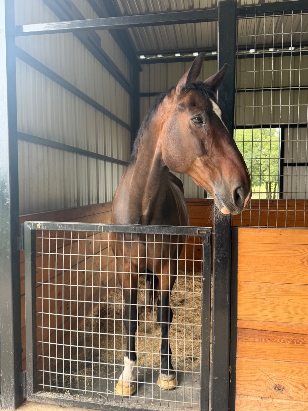 A bay horse looks over the wire mesh stall gate inside the Bent Tree Ridge barn.