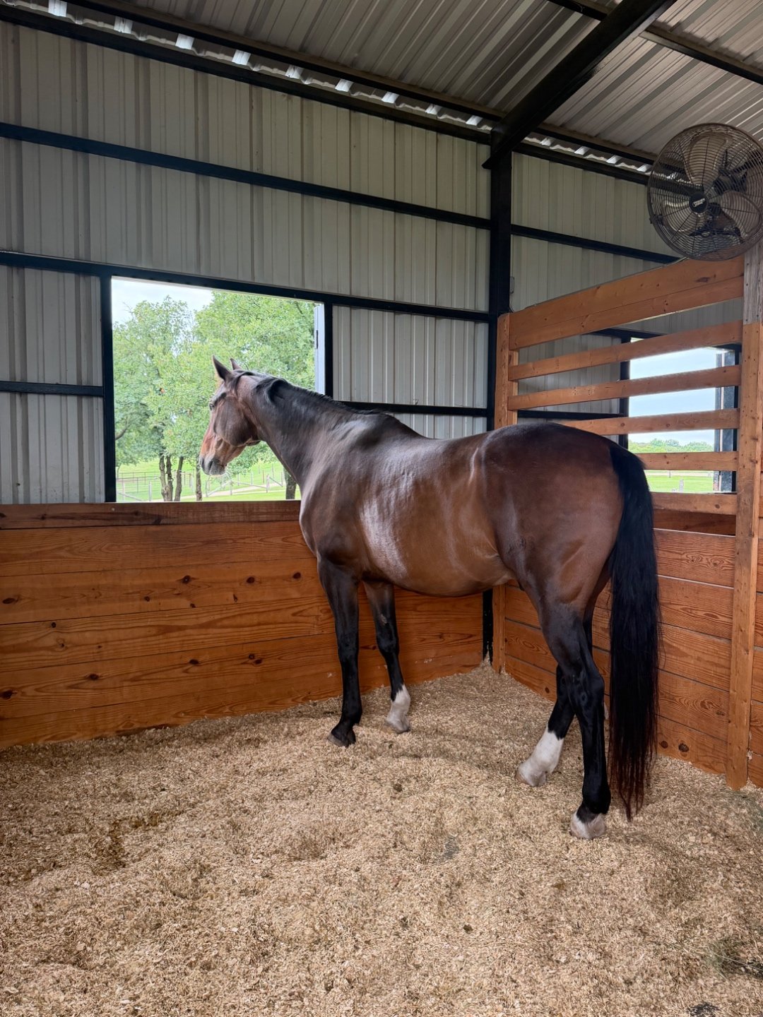 A bay horse standing in a fresh-shavings stall, looking out the window to the pasture beyond.