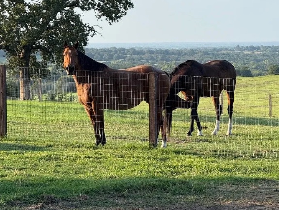 Two horses along the perimeter fence with rolling hills in the distance.