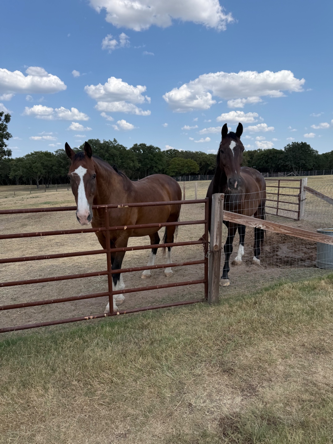 Two horses standing at the pasture gate at Bent Tree Ridge.
