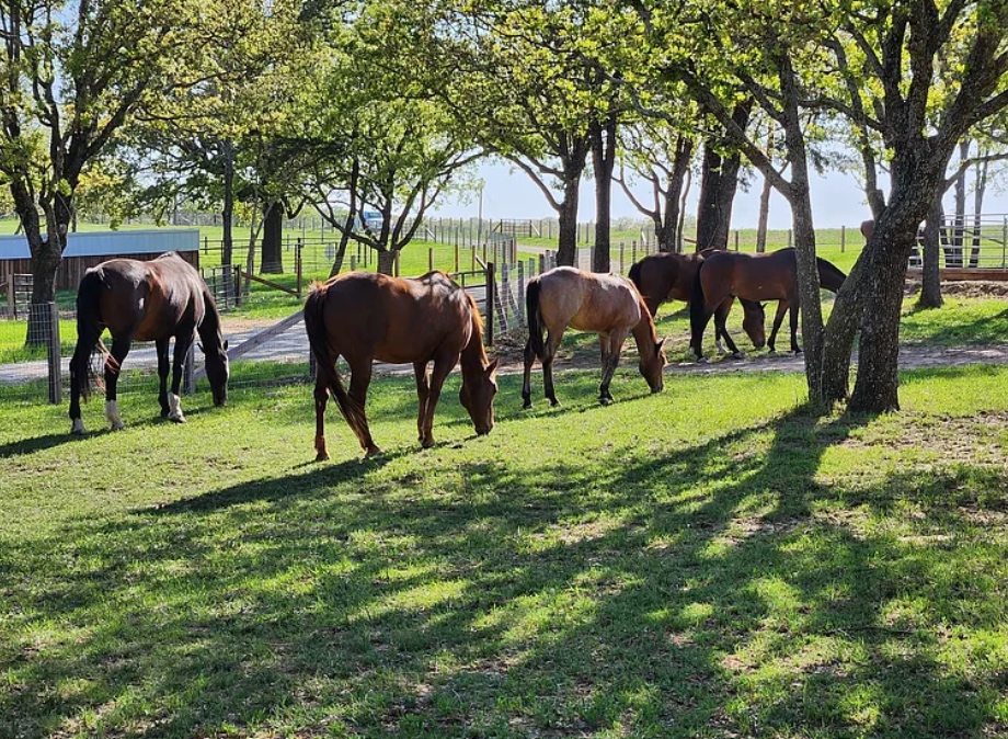 Horses grazing under mature oak trees at Bent Tree Ridge.