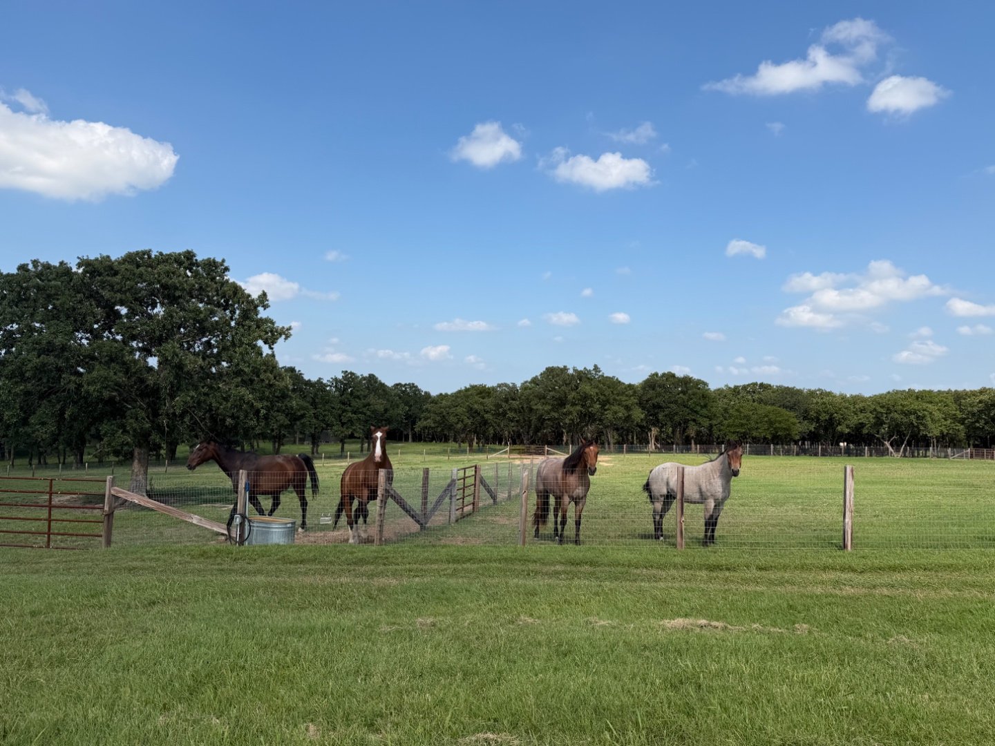 Four horses standing along the pasture fence at Bent Tree Ridge under a wide Texas sky.