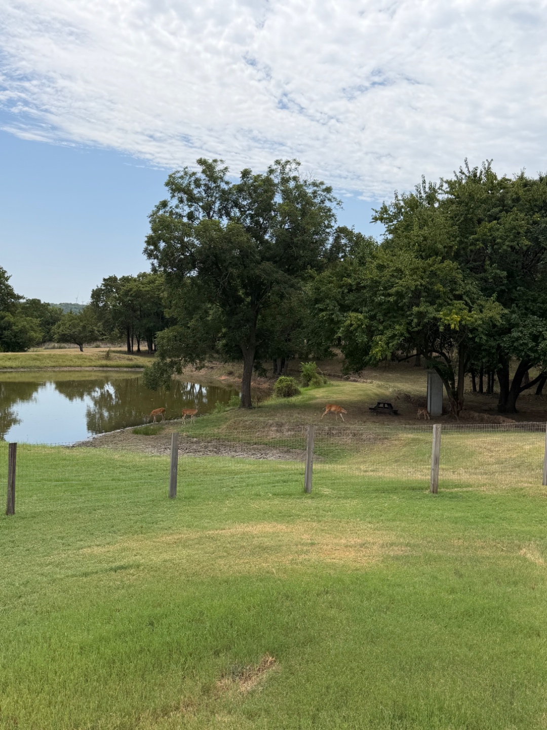 Whitetail deer grazing along the bank of a pond at Bent Tree Ridge, with the ranch's picnic area and fence line stretching to the horizon.